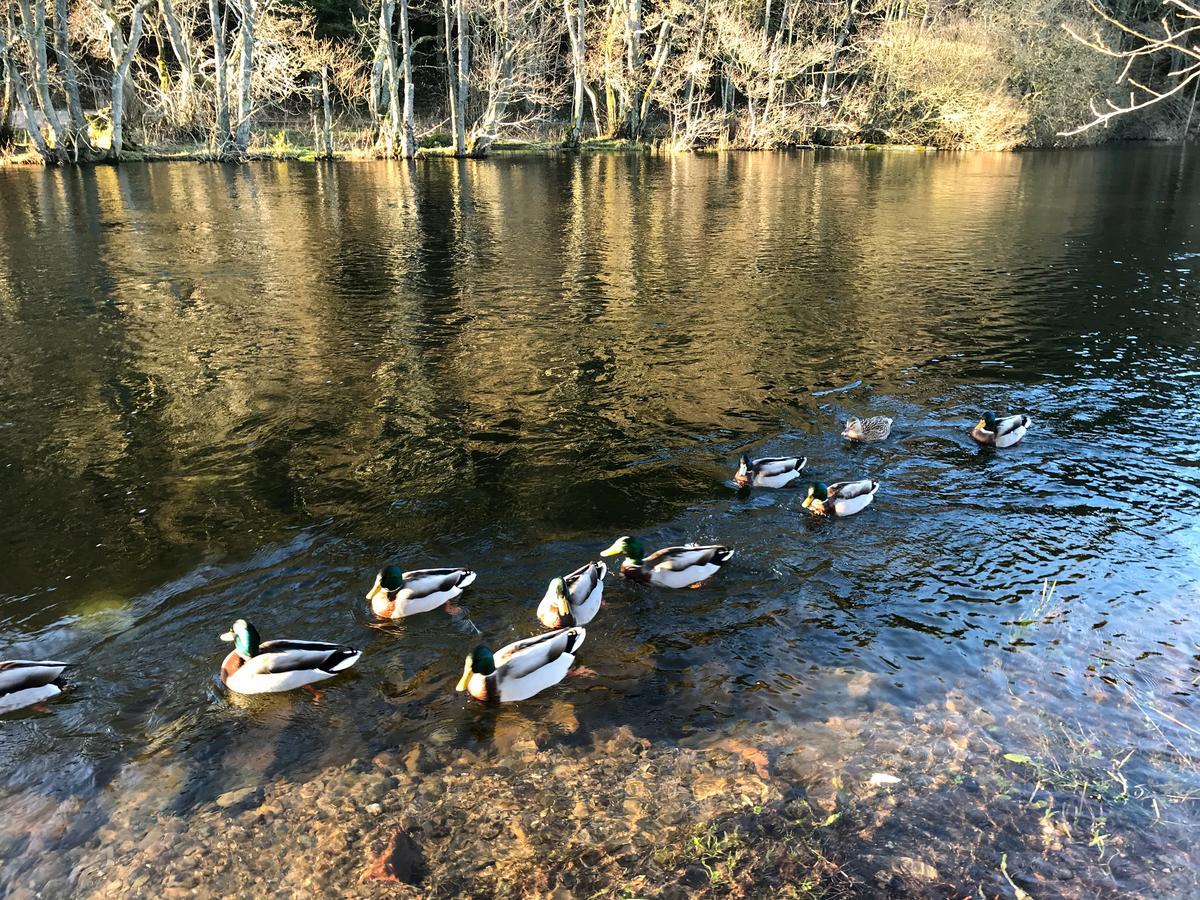 מלון פולי ברידג' Waterfoot Park מראה חיצוני תמונה